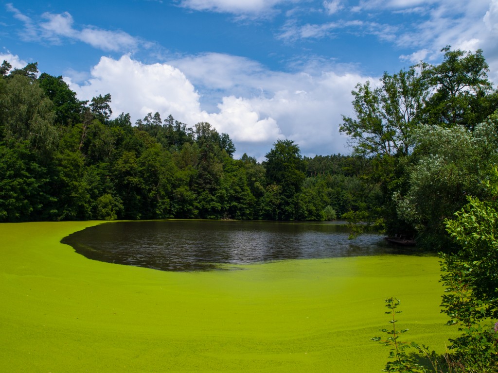 researchers-search-for-clues-to-toxic-algae-blooms-mpr-news